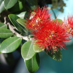 Metrosideros excelsa