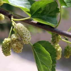 Morus alba