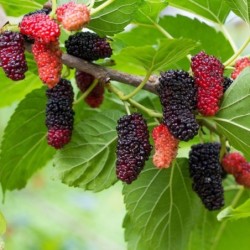 Morus nigra