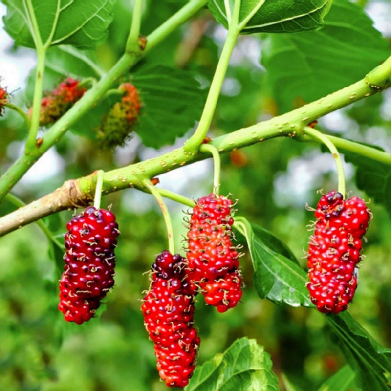 Morus rubra