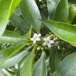 Myoporum acuminatum
