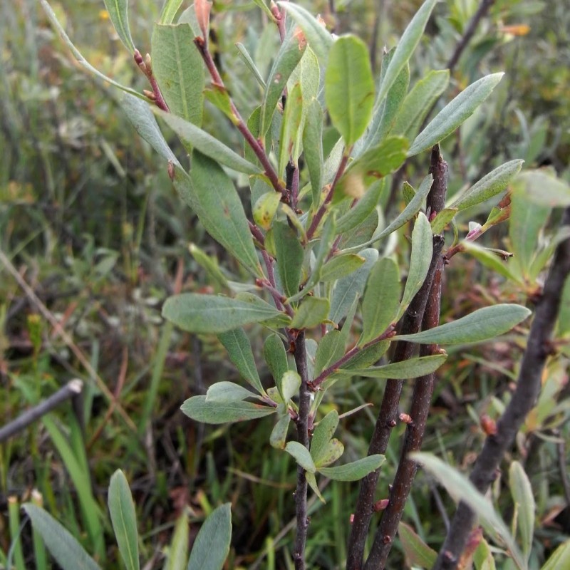 Myrica gale
