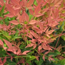 Nandina domestica
