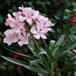 Nerium oleander