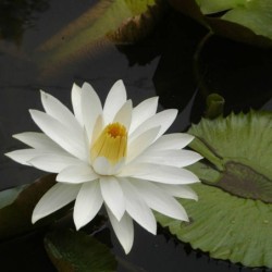 Nymphaea lotus