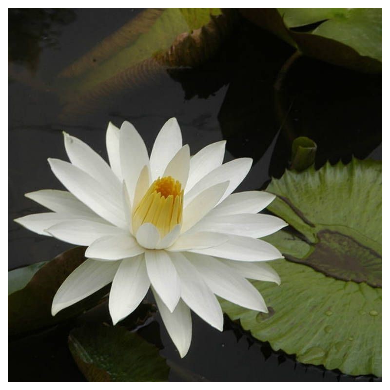 Nymphaea lotus