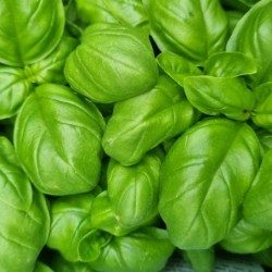 Ocimum basilicum