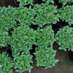 Ocimum minimum