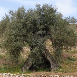 Olea europaea