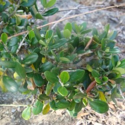 Olea europaea sylvestris