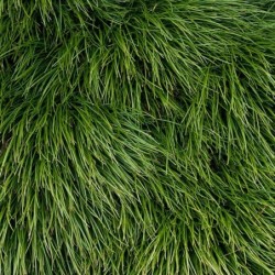 Ophiopogon japonicus
