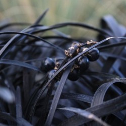 Ophiopogon planiscapus 'Nigrescens'