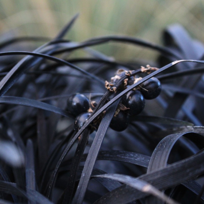 Ophiopogon planiscapus 'Nigrescens'