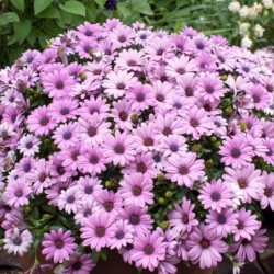 Osteospermum ecklonis