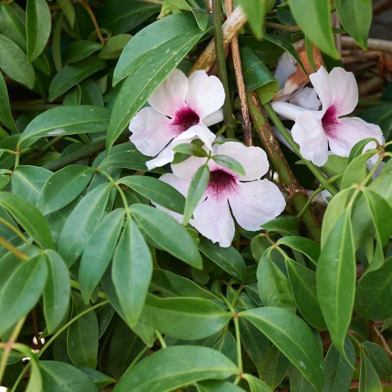 Pandorea jasminoides