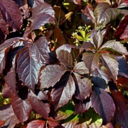 Parthenocissus quinquefolia