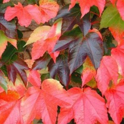 Parthenocissus tricuspidata