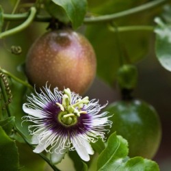 Passiflora edulis