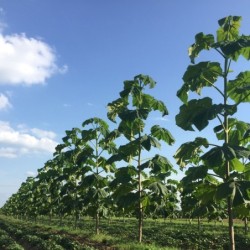 Paulownia elongata