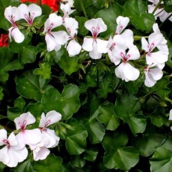 Pelargonium peltatum