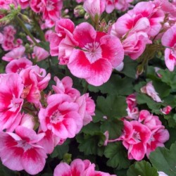 Pelargonium zonale