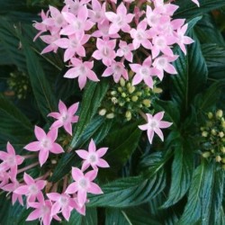 Penta lanceolata
