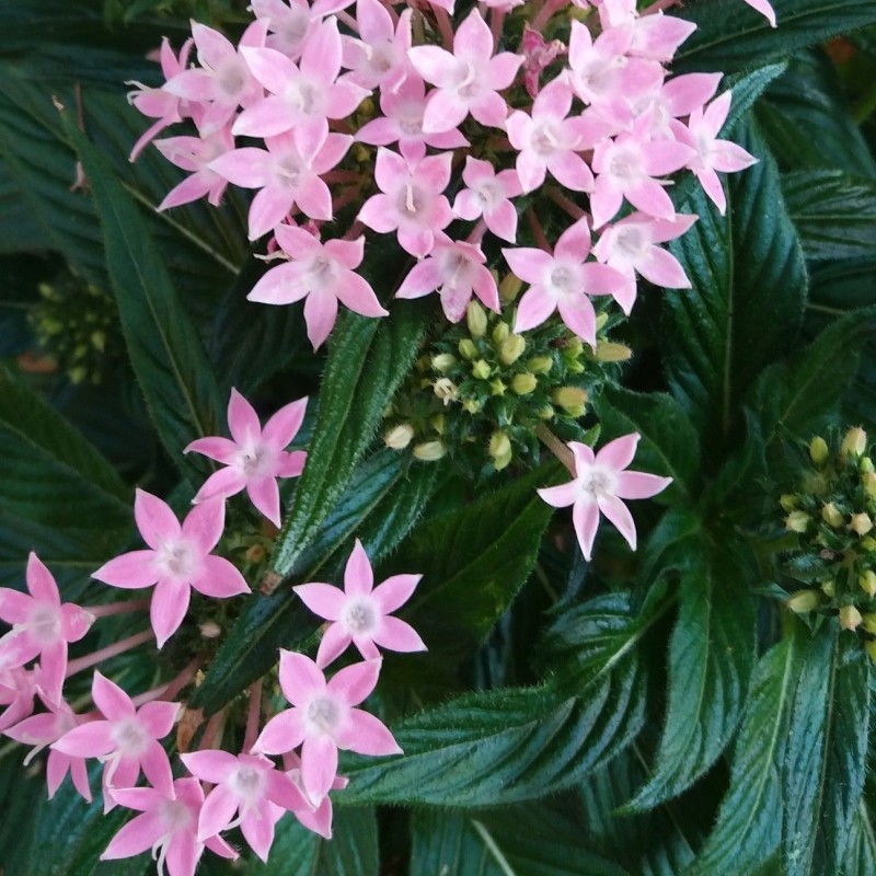 Penta lanceolata