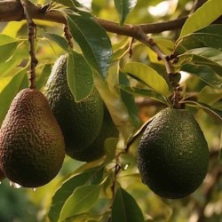 Persea americana