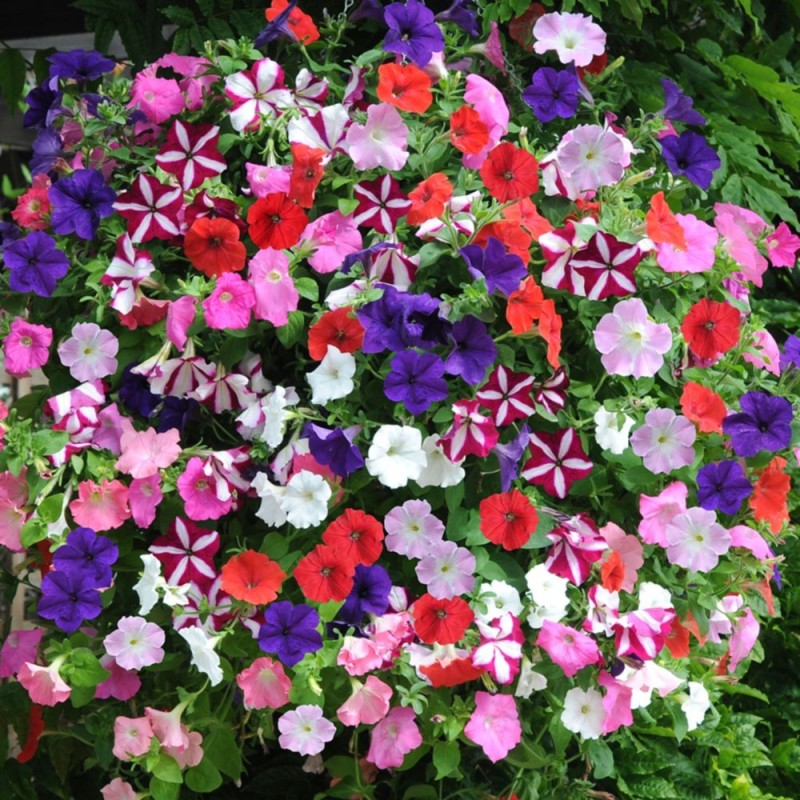 Petunia grandiflora