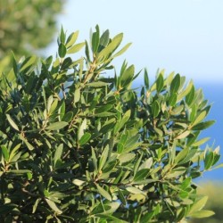 Phillyrea latifolia
