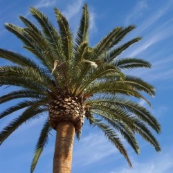 Phoenix canariensis