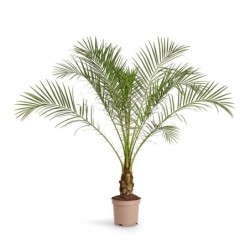Phoenix roebelenii