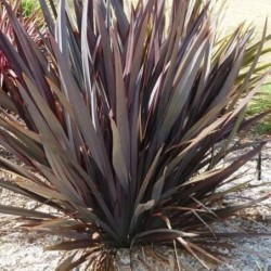 Phormium tenax