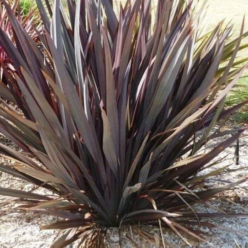 Phormium tenax