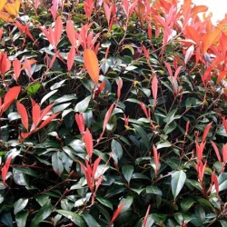 Photinia x fraseri