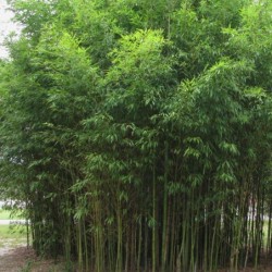 Phyllostachys aurea