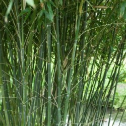 Phyllostachys bissetii