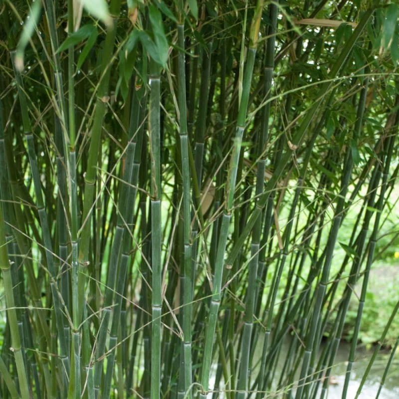 Phyllostachys bissetii