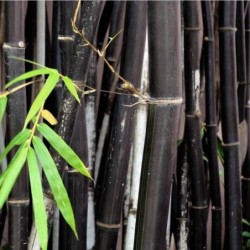 Phyllostachys nigra