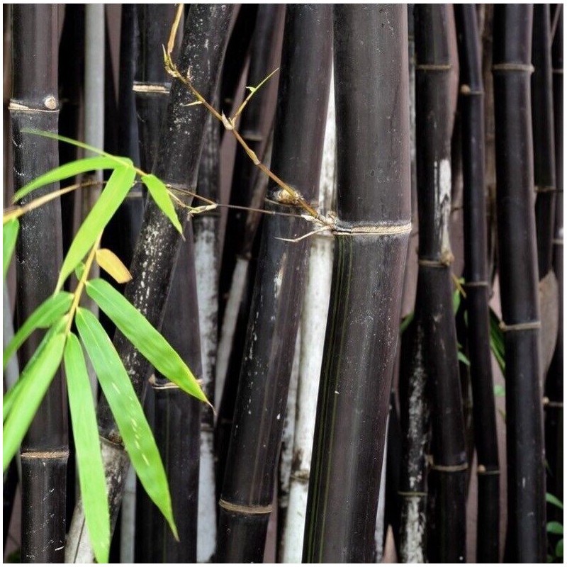 Phyllostachys nigra