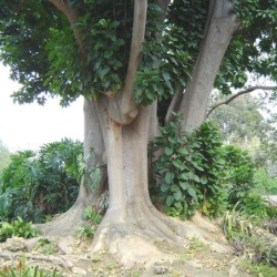 Phytolacca dioica