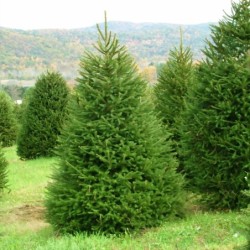 Picea abies