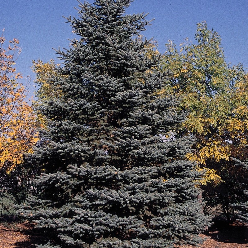 Picea pungens