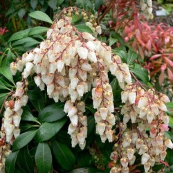 Pieris japonica