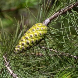 Pinus halepensis