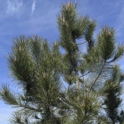 Pinus pinaster