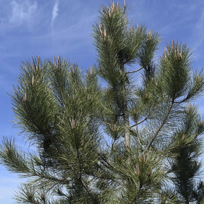 Pinus pinaster