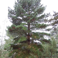 Pinus radiata