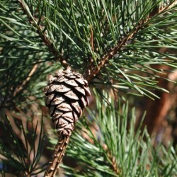 Pinus sylvestris