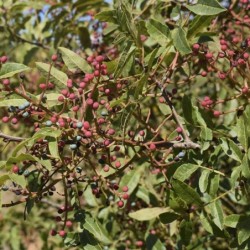 Pistacia terebinthus
